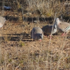 Ocyphaps lophotes at Molonglo Valley, ACT - 23 Jul 2023