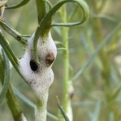 Cercopidae (family) (Unidentified spittlebug or froghopper) at Campbell, ACT - 25 Oct 2023 by SilkeSma