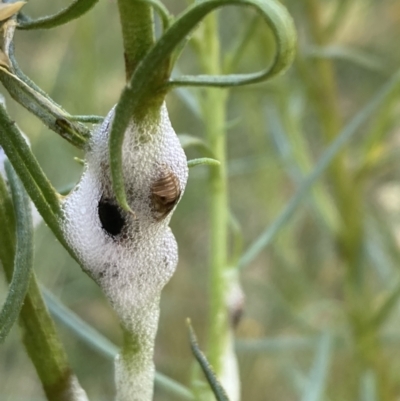 Cercopidae (family) (Unidentified spittlebug or froghopper) at Campbell, ACT - 24 Oct 2023 by SilkeSma