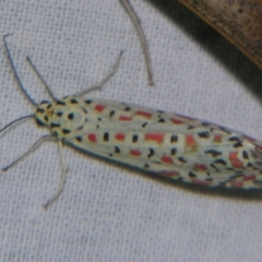 Utetheisa pulchelloides (Heliotrope Moth) at Sheldon, QLD - 6 Oct 2007 by PJH123