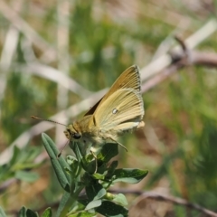 Trapezites luteus (Yellow Ochre, Rare White-spot Skipper) at Tuggeranong, ACT - 24 Oct 2023 by RAllen