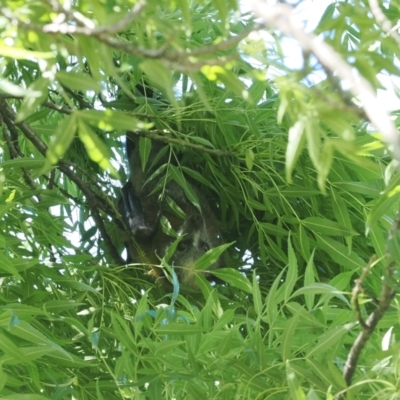 Pteropus poliocephalus (Grey-headed Flying-fox) at Macarthur, ACT - 23 Oct 2023 by RAllen