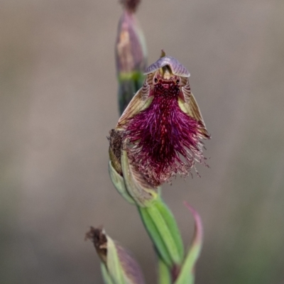 Calochilus platychilus (Purple Beard Orchid) at Penrose, NSW - 24 Oct 2023 by Aussiegall