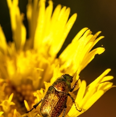 Diphucephala sp. (genus) (Green Scarab Beetle) at Penrose, NSW - 24 Oct 2023 by Aussiegall