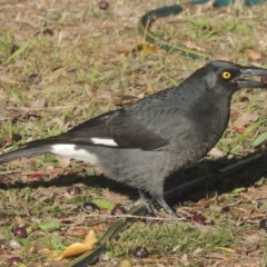 Strepera graculina (Pied Currawong) at Pollinator-friendly garden Conder - 27 May 2023 by michaelb
