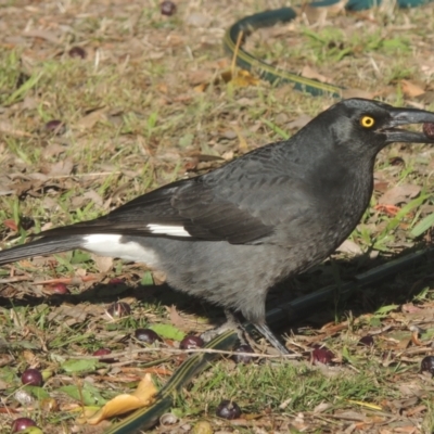 Strepera graculina (Pied Currawong) at Pollinator-friendly garden Conder - 27 May 2023 by michaelb