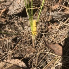Lomandra filiformis (Wattle Mat-rush) at Wamboin, NSW - 25 Oct 2023 by Devesons