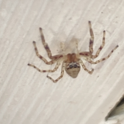 Helpis minitabunda (Threatening jumping spider) at Aranda, ACT - 24 Oct 2023 by Jubeyjubes