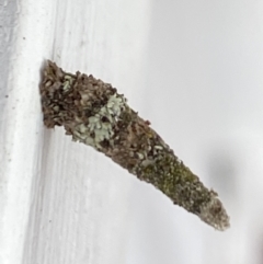 Conoeca guildingi (A case moth) at Aranda, ACT - 24 Oct 2023 by Jubeyjubes