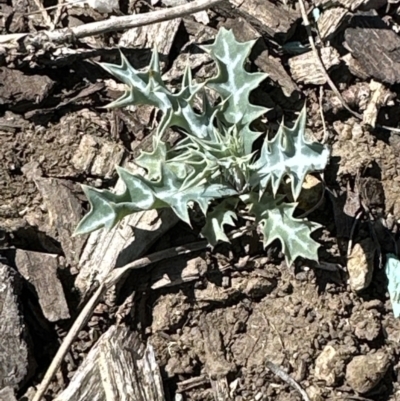 Argemone ochroleuca (Mexican Poppy) at Franklin, ACT - 24 Oct 2023 by lbradley