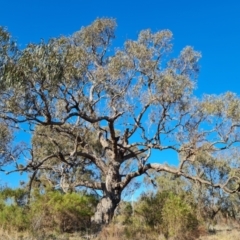 Eucalyptus bridgesiana (Apple Box) at O'Malley, ACT - 25 Oct 2023 by Mike