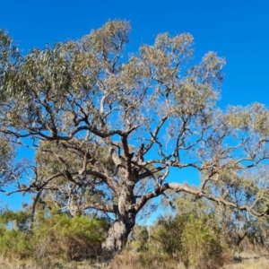 Eucalyptus bridgesiana at O'Malley, ACT - 25 Oct 2023 08:29 AM