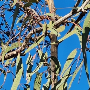 Eucalyptus bridgesiana at O'Malley, ACT - 25 Oct 2023 08:29 AM