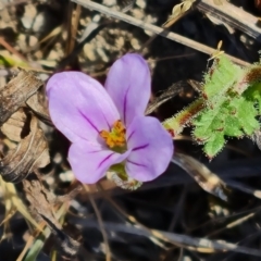 Erodium brachycarpum (Heronsbill) at O'Malley, ACT - 24 Oct 2023 by Mike