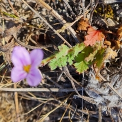 Erodium brachycarpum at O'Malley, ACT - 25 Oct 2023