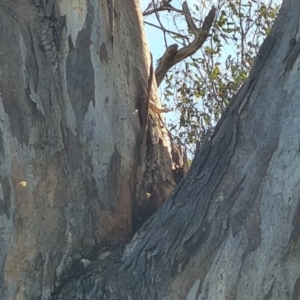 Apis mellifera at O'Malley, ACT - 25 Oct 2023