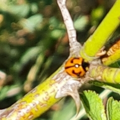 Coccinella transversalis (Transverse Ladybird) at Mount Mugga Mugga - 25 Oct 2023 by Mike
