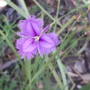 Thysanotus tuberosus subsp. tuberosus at Yaouk, NSW - 14 Mar 2022