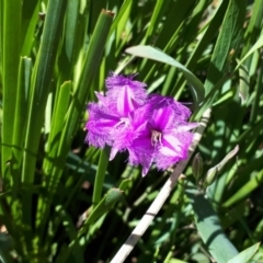 Thysanotus tuberosus subsp. tuberosus at Yaouk, NSW - suppressed