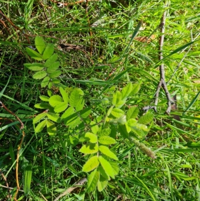 Sorbus domestica (Service Tree) at O'Malley, ACT - 25 Oct 2023 by Mike