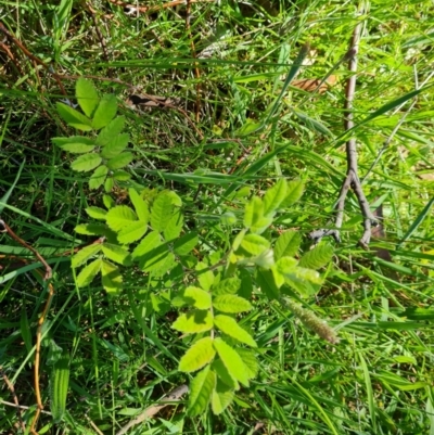 Sorbus domestica (Service Tree) at O'Malley, ACT - 24 Oct 2023 by Mike