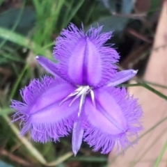 Thysanotus tuberosus subsp. tuberosus (Common Fringe-lily) at Yaouk, NSW - 23 Feb 2022 by JARS