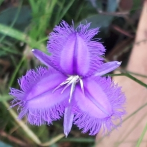 Thysanotus tuberosus subsp. tuberosus at Yaouk, NSW - 23 Feb 2022