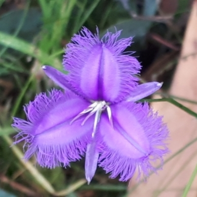 Thysanotus tuberosus subsp. tuberosus (Common Fringe-lily) at Yaouk, NSW - 22 Feb 2022 by JARS