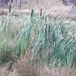 Typha latifolia at Yaouk, NSW - 12 Apr 2023