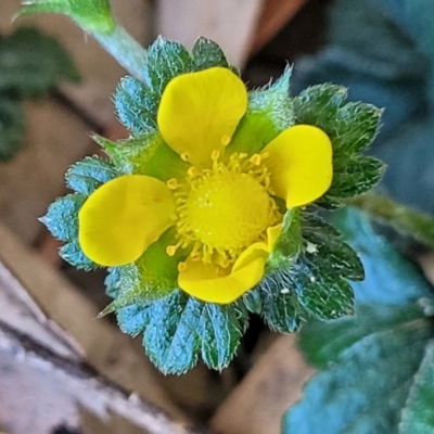 Potentilla indica (Indian Strawberry) at Sullivans Creek, Lyneham South - 25 Oct 2023 by trevorpreston