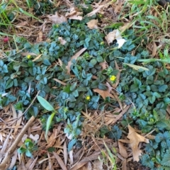 Potentilla indica at Lyneham, ACT - 25 Oct 2023 10:29 AM