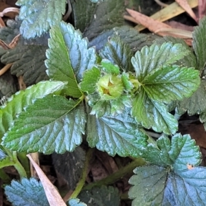 Potentilla indica at Lyneham, ACT - 25 Oct 2023 10:29 AM