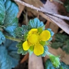 Potentilla indica at Lyneham, ACT - 25 Oct 2023 10:29 AM