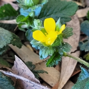 Potentilla indica at Lyneham, ACT - 25 Oct 2023