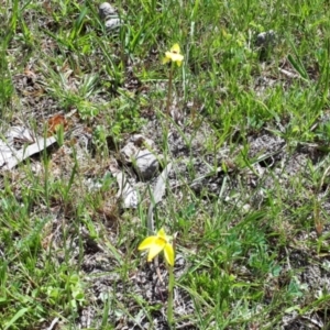 Diuris subalpina at Yaouk, NSW - suppressed