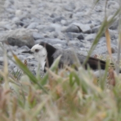 Epthianura albifrons (White-fronted Chat) at Currie, TAS - 20 Oct 2023 by HelenCross