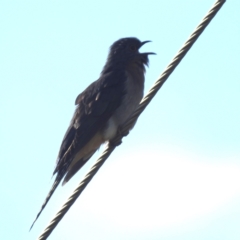 Cacomantis flabelliformis (Fan-tailed Cuckoo) at Grassy, TAS - 21 Oct 2023 by HelenCross