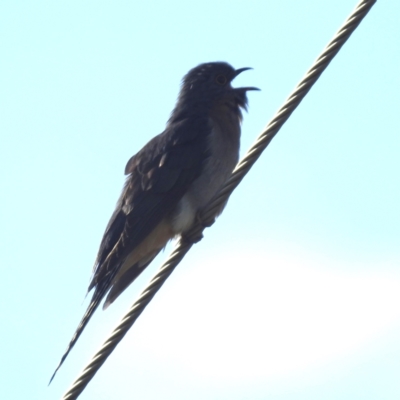 Cacomantis flabelliformis (Fan-tailed Cuckoo) at Grassy, TAS - 22 Oct 2023 by HelenCross