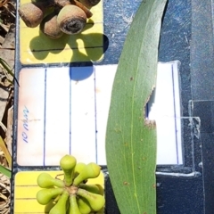 Eucalyptus pauciflora subsp. pauciflora (White Sally, Snow Gum) at Molonglo Valley, ACT - 25 Oct 2023 by Steve818