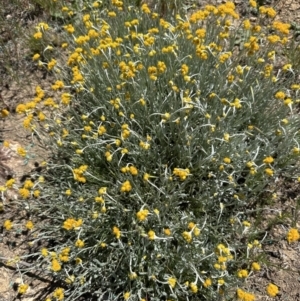 Chrysocephalum apiculatum at Franklin, ACT - 25 Oct 2023