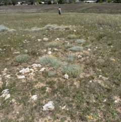 Chrysocephalum apiculatum at Franklin, ACT - 25 Oct 2023