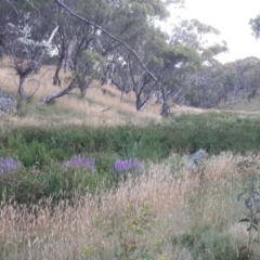 Lythrum salicaria (Purple Loosestrife) at Yaouk, NSW - 20 Feb 2023 by JARS