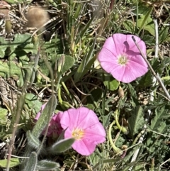 Convolvulus angustissimus subsp. angustissimus (Australian Bindweed) at Franklin, ACT - 25 Oct 2023 by lbradley