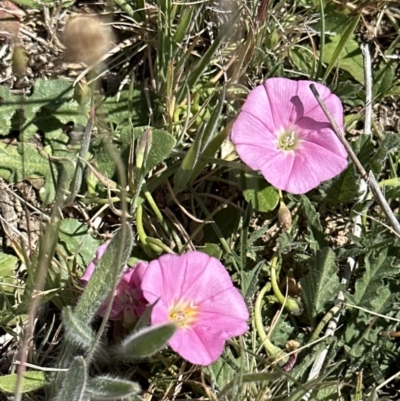 Convolvulus angustissimus subsp. angustissimus (Australian Bindweed) at Budjan Galindji (Franklin Grassland) Reserve - 25 Oct 2023 by lbradley