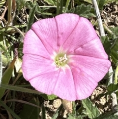 Convolvulus angustissimus subsp. angustissimus at Franklin, ACT - 25 Oct 2023