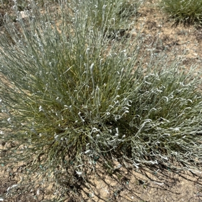 Calocephalus citreus (Lemon Beauty Heads) at Budjan Galindji (Franklin Grassland) Reserve - 25 Oct 2023 by lbradley