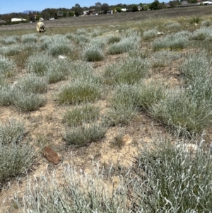 Calocephalus citreus at Franklin, ACT - 25 Oct 2023