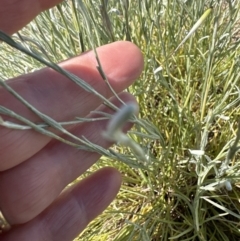 Calocephalus citreus at Franklin, ACT - 25 Oct 2023