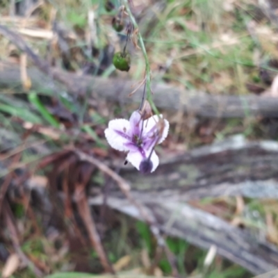 Arthropodium milleflorum (Vanilla Lily) at Yaouk, NSW - 23 Feb 2022 by JARS