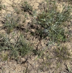 Eryngium ovinum (Blue Devil) at Budjan Galindji (Franklin Grassland) Reserve - 25 Oct 2023 by lbradley